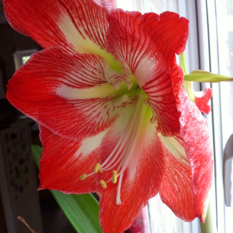 Plant image Hippeastrum 'Candy Floss'