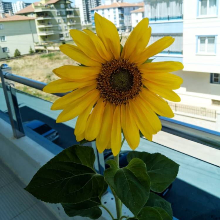 Plant image Tithonia diversifolia