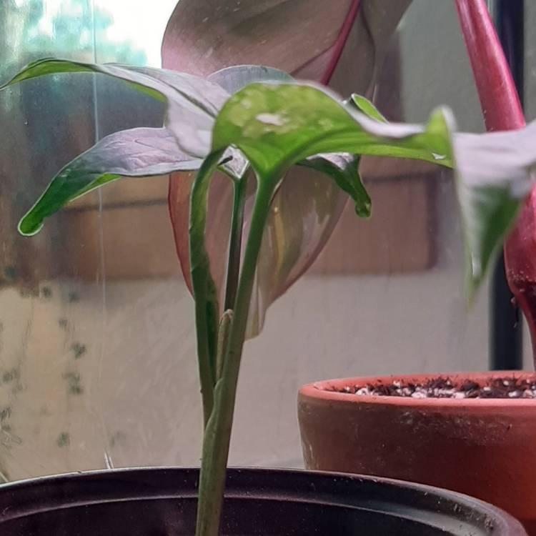 Plant image Syngonium podophyllum 'Albo Variegatum'