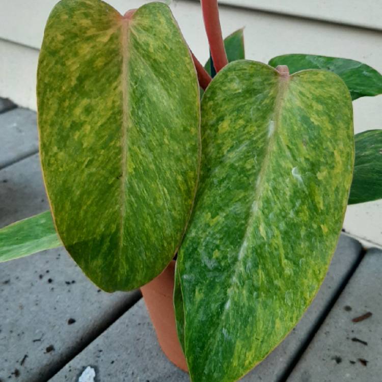 Plant image Philodendron 'Painted Lady'