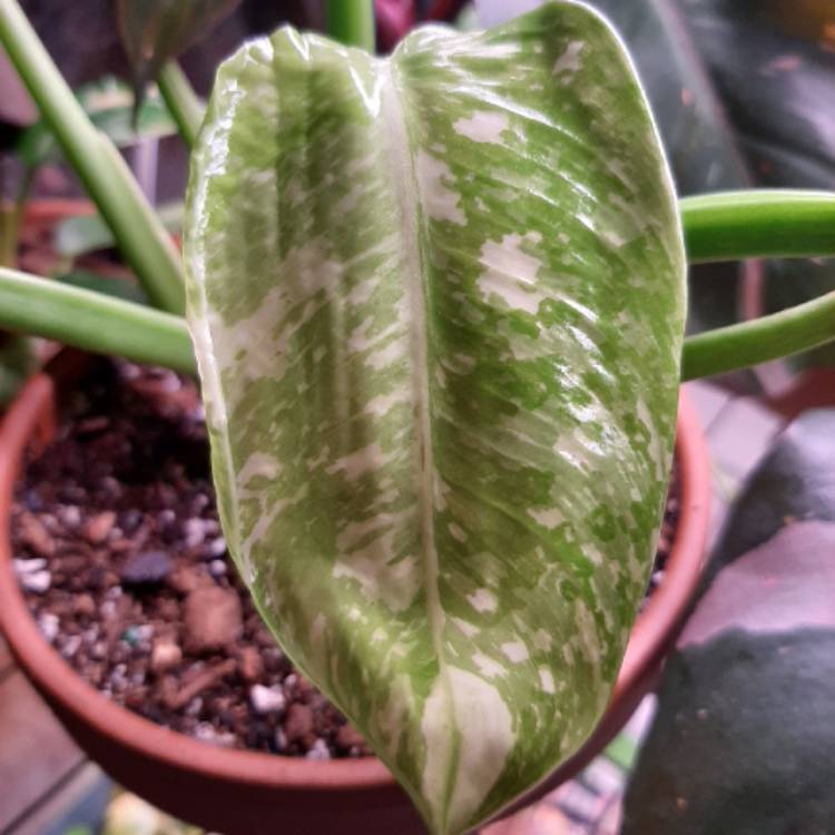 Plant image Philodendron 'Jose Buono'