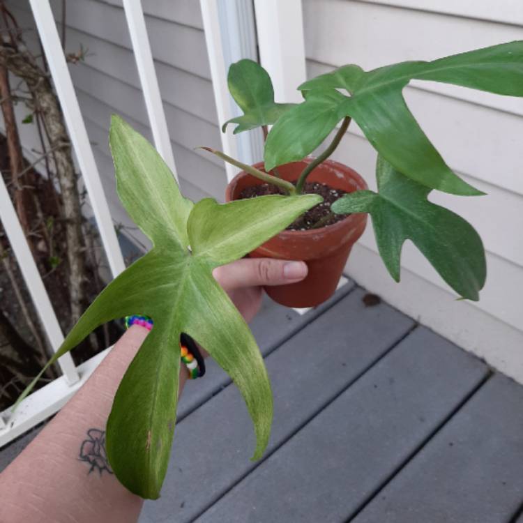 Plant image Philodendron 'Florida Ghost'