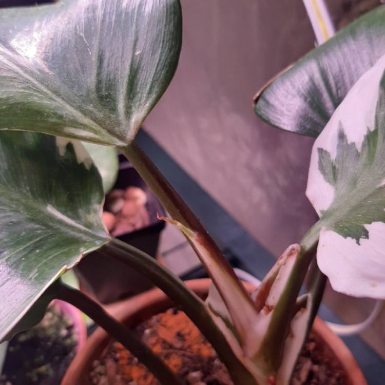 Plant image Philodendron 'White Knight'