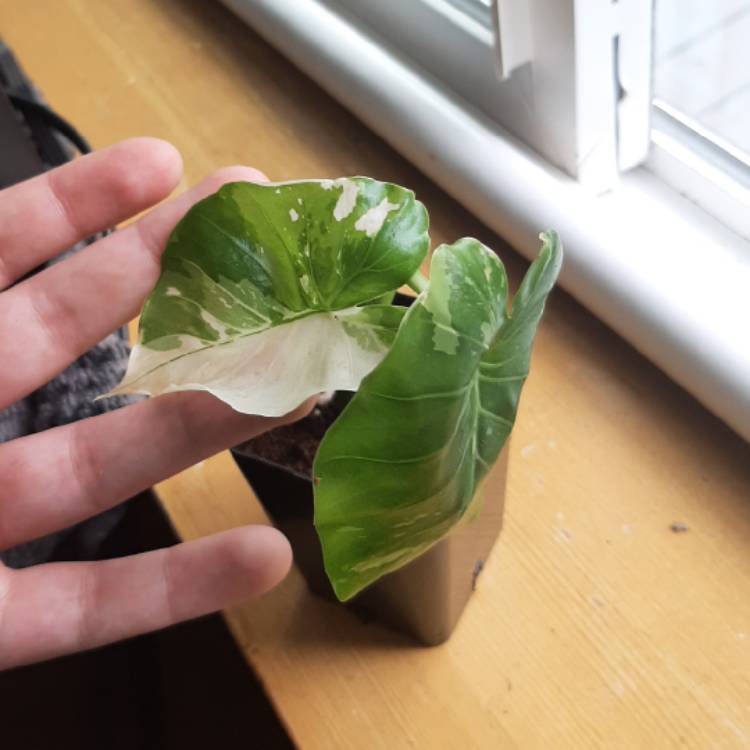 Plant image Alocasia macrorrhizos 'Variegata' syn. Alocasia macrorrhizos 'Albo Variegata'