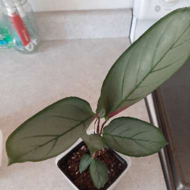 Ctenanthe setosa 'Grey Star'