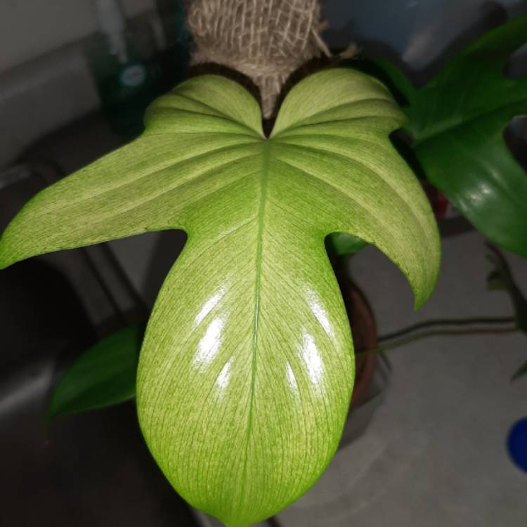 Plant image Philodendron 'Florida Ghost'