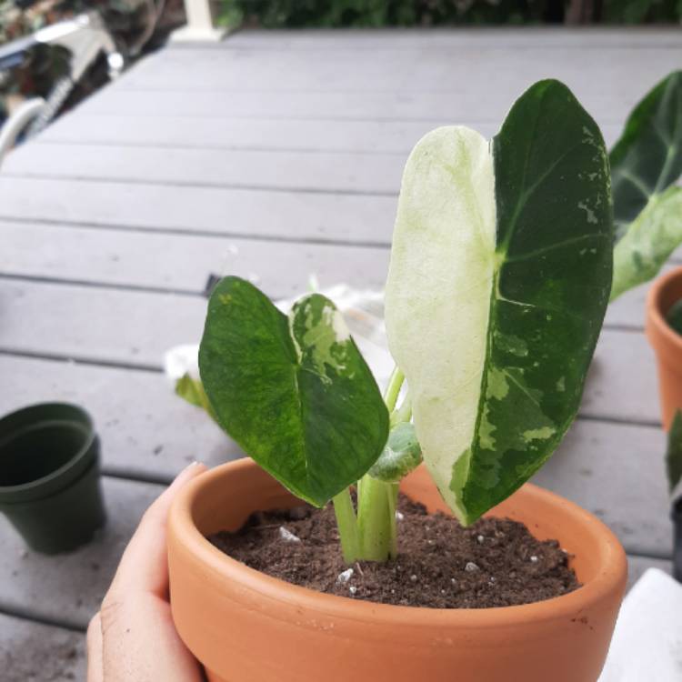 Plant image Alocasia Micholitziana variegated