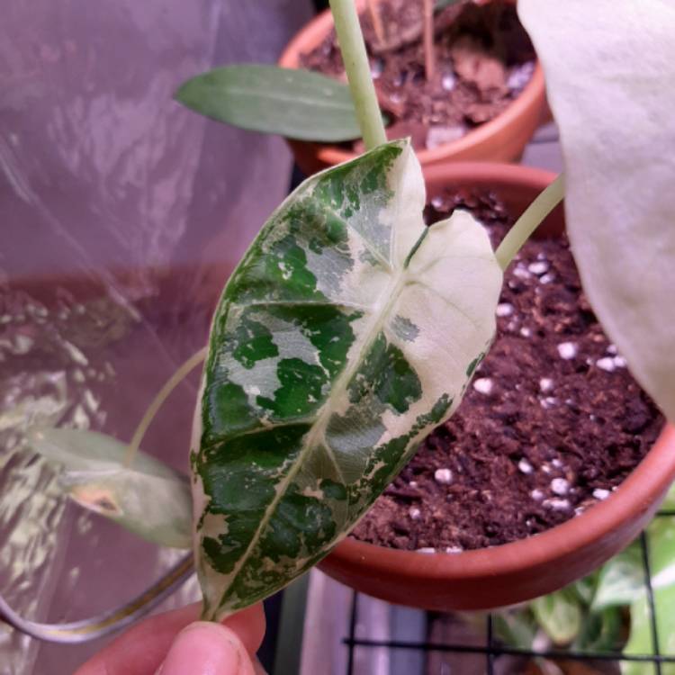 Plant image Alocasia Micholitziana variegated