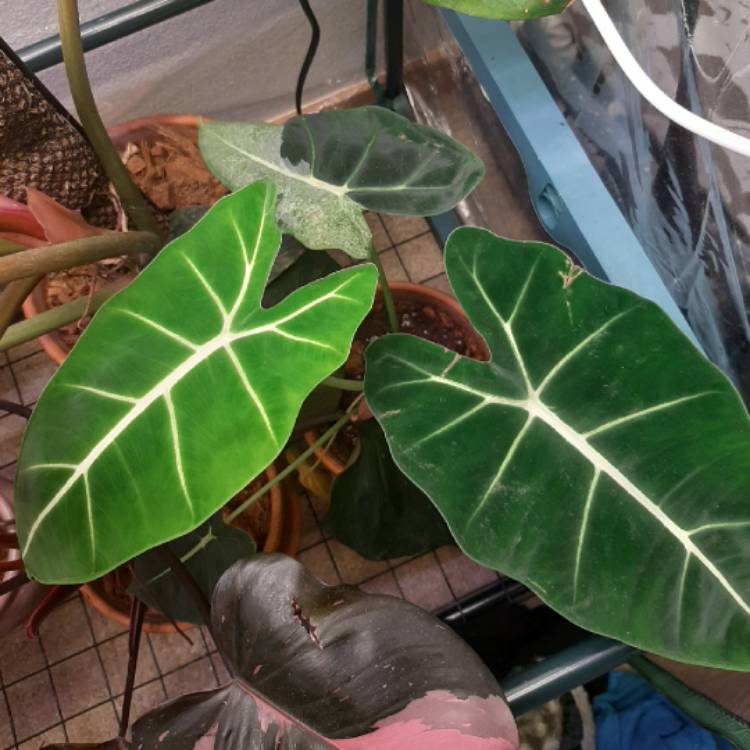 Plant image Alocasia Micholitziana variegated