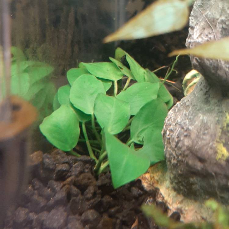 Plant image Anubias barteri var. nana