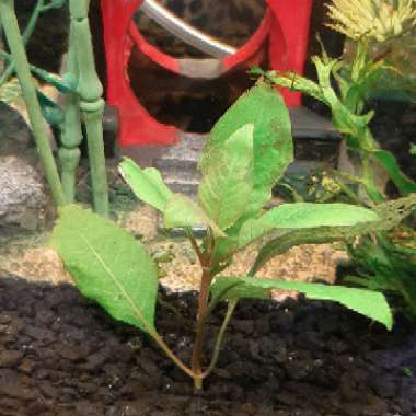 Anubias gracilis