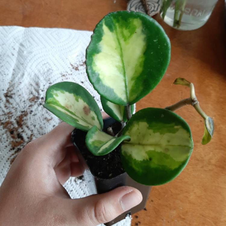 Plant image Hoya Obovata Variegata 