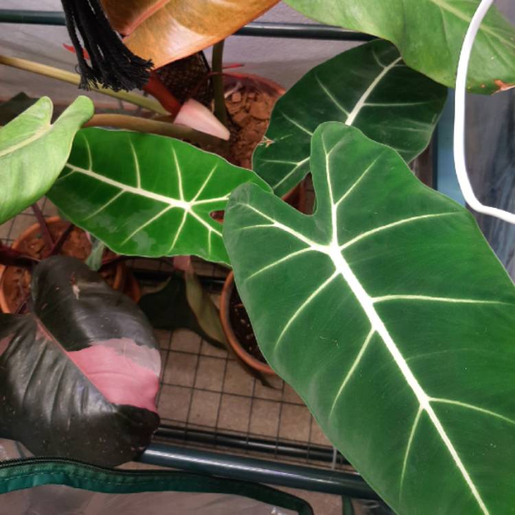 Plant image Alocasia Micholitziana variegated