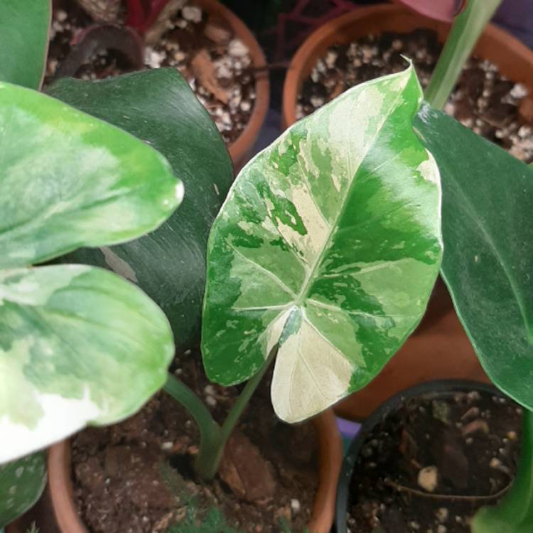 Plant image Alocasia macrorrhizos 'Variegata' syn. Alocasia macrorrhizos 'Albo Variegata'