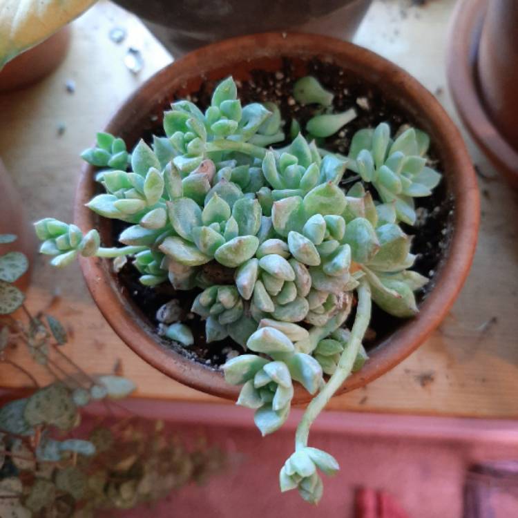 Plant image Graptopetalum Glassii