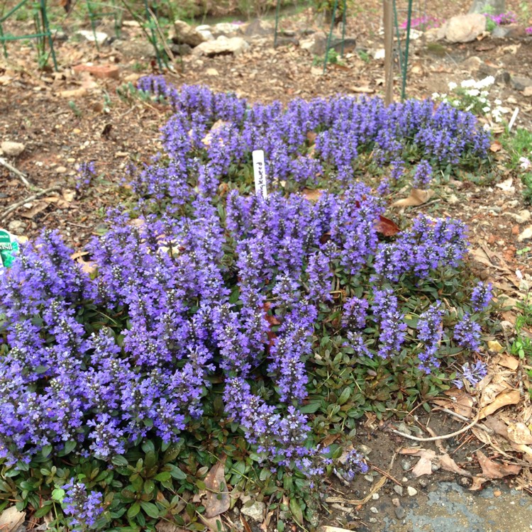 Plant image Ajuga reptans 'Atropurpurea'