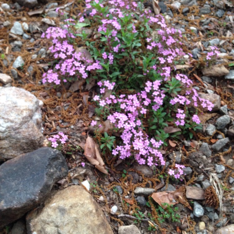 Plant image Saponaria ocymoides syn. Silene ocymoides