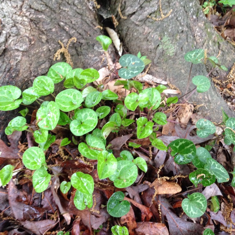 Plant image Asarum splendens syn. Asarum chingchengense