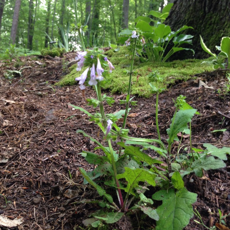 Plant image Salvia Lyrata