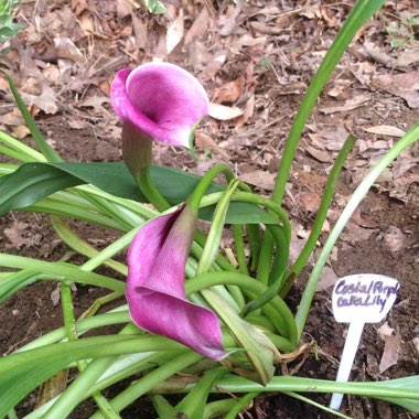 Zantedeschia 'Coastal Purple'