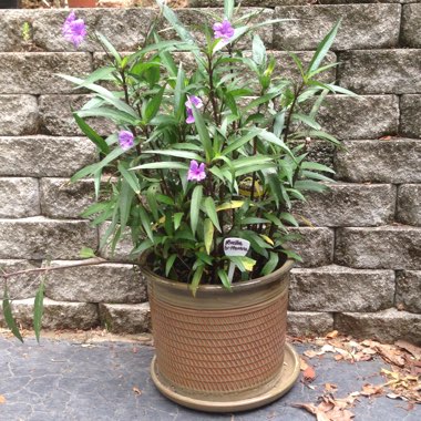 Ruellia brittoniana 'Purple Showers'