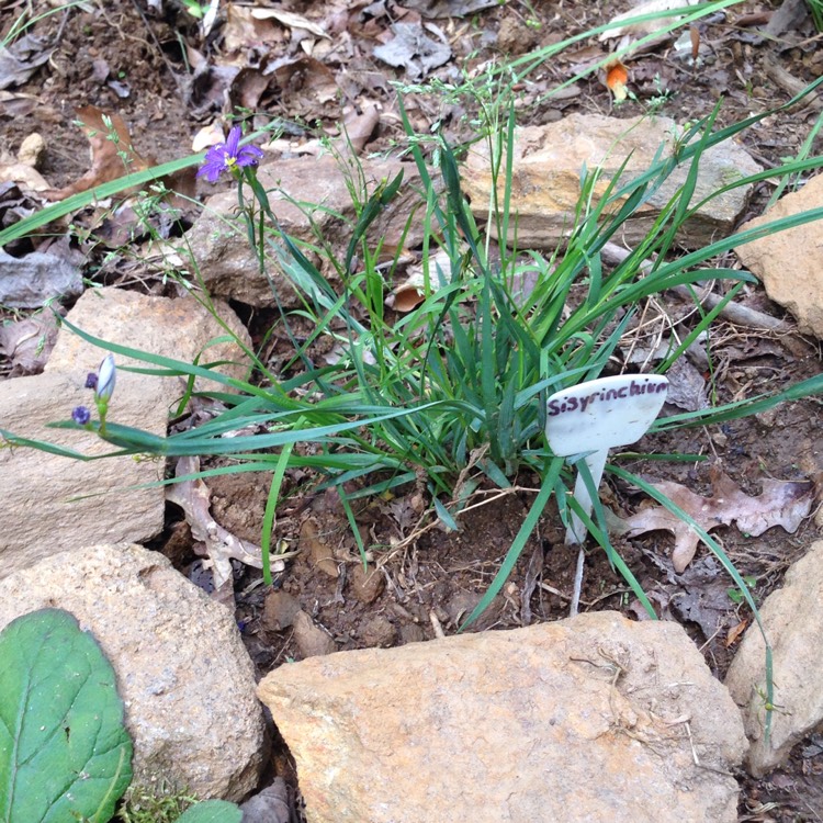 Plant image Sisyrinchium