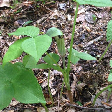 Arisaema triphyllum