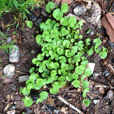 Dichondra repens