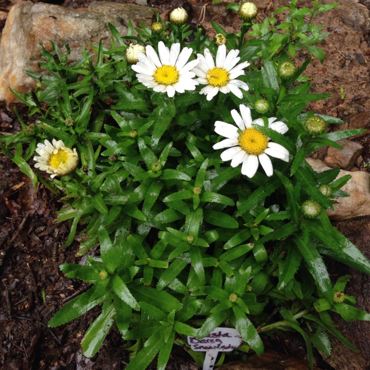 Plant image Leucanthemum x superbum 'Snow Lady'