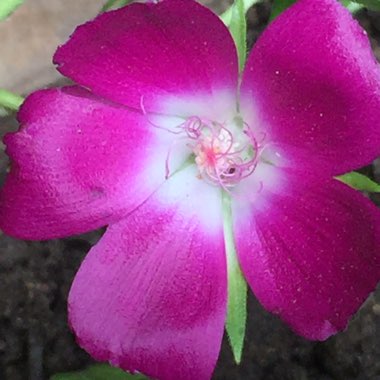 Callirhoe Involucrara