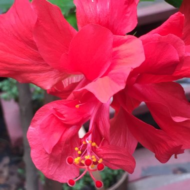 Plant image Hibiscus rosa-sinensis 'Red Dragon' syn. H. rosa-sinensis 'Mongon'