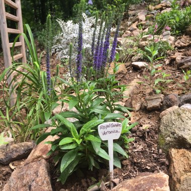 Veronica spicata 'Glory' syn. Veronica spicata 'Royal Candles'