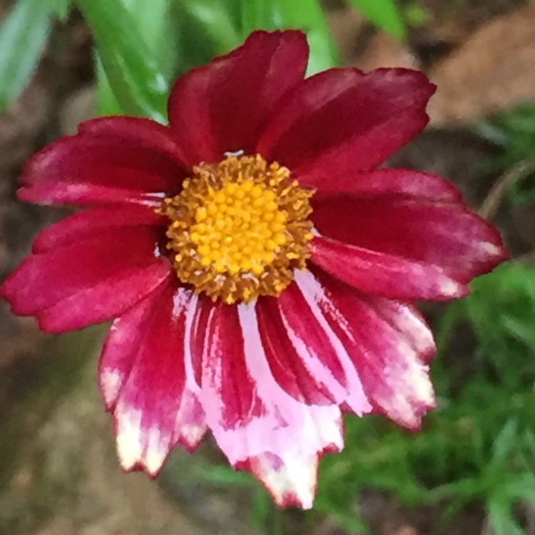 Plant image Coreopsis 'Big Bang Mercury Rising'