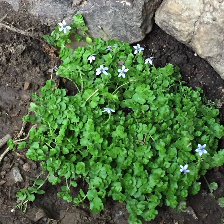 Plant image Isotoma fluviatilis 'Blue Star'