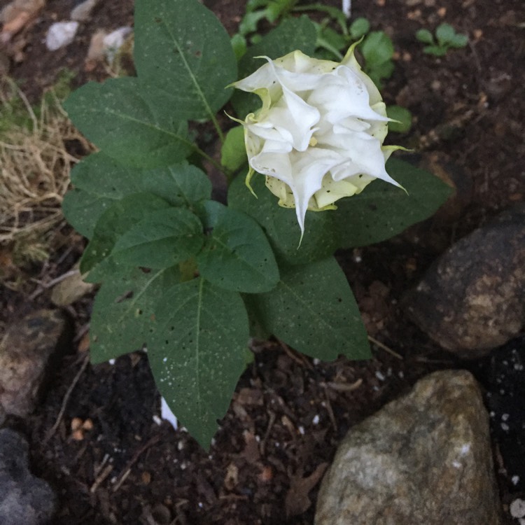 Plant image Ipomoea Alba