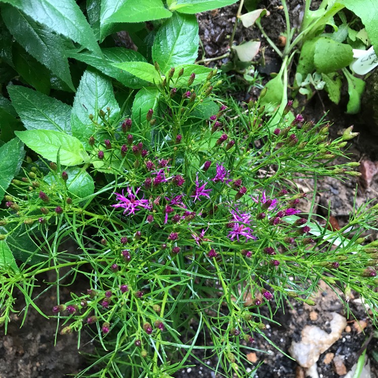 Plant image Vernonia lettermannii 'Iron Butterfly'