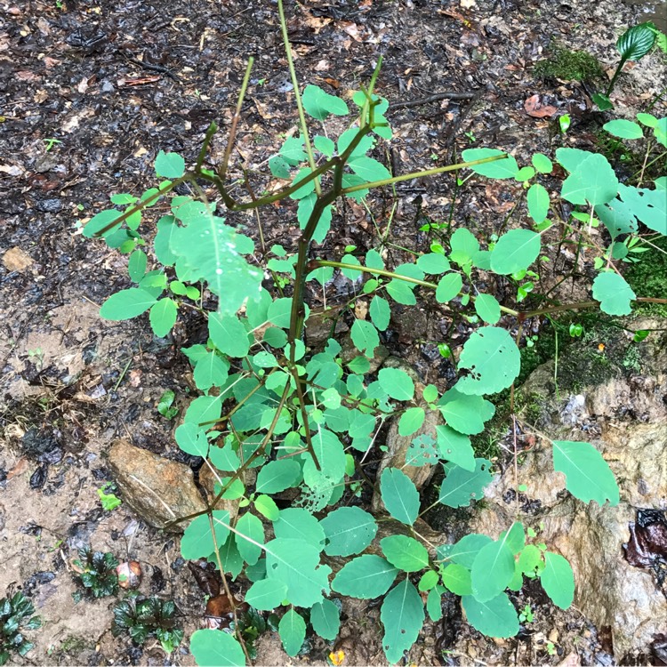 Plant image Impatiens capensis