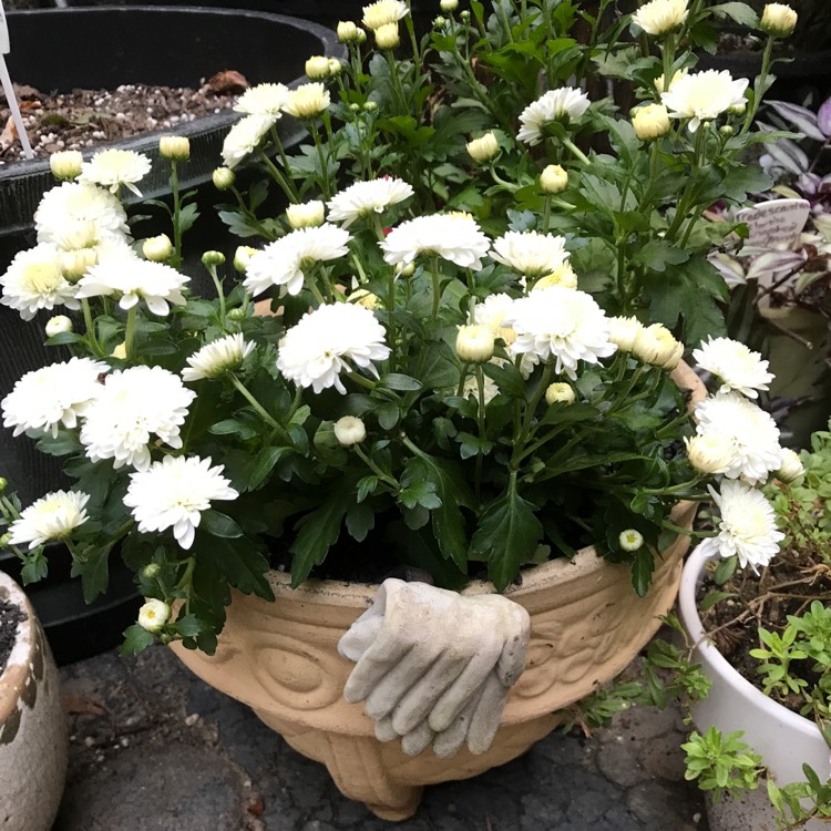 Plant image Chrysanthemum 'Blanco'