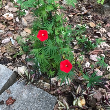 Ipomoea x multifida