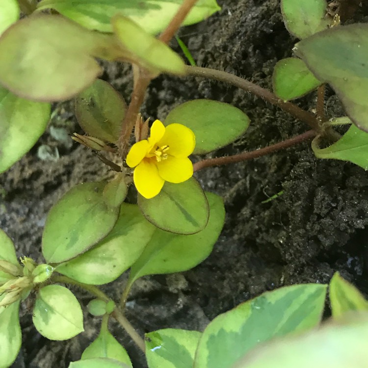 Plant image Lysimachia congestiflora 'Outback Sunset'