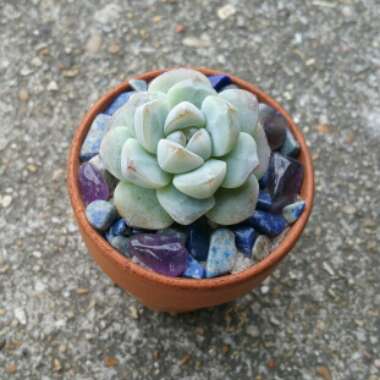 Echeveria Ice Green