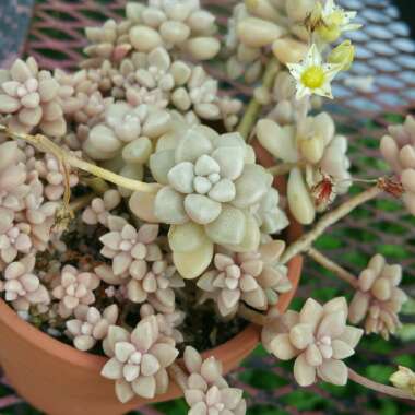 Graptopetalum Mendozae