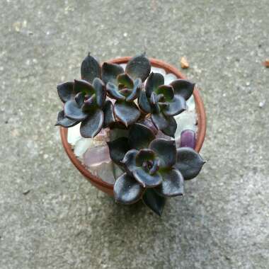 Echeveria Dark Moon