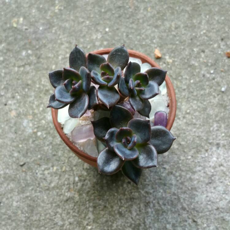 plant image 1028662