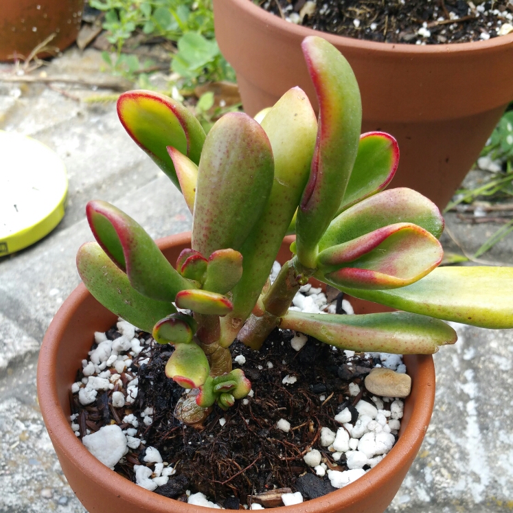 Plant image Crassula Ovata Gollum Variegata