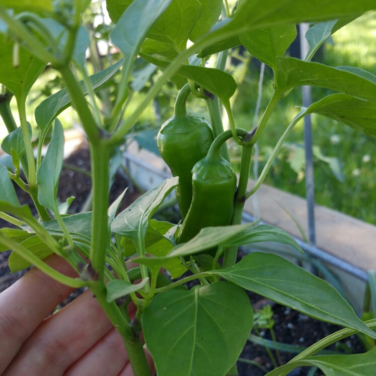 Plant image Capsicum annuum 'WT2450' syn. Capsicum annuum 'Lunchbox Red'