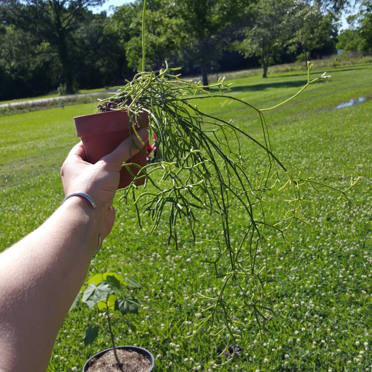 Plant image Rhipsalis