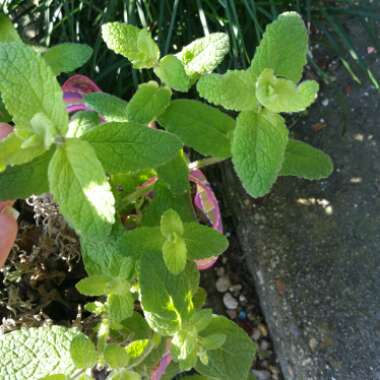 Mentha suaveolens 'Variegata'