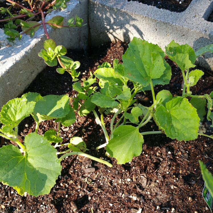 Plant image Cucumis melo var. utilissimus