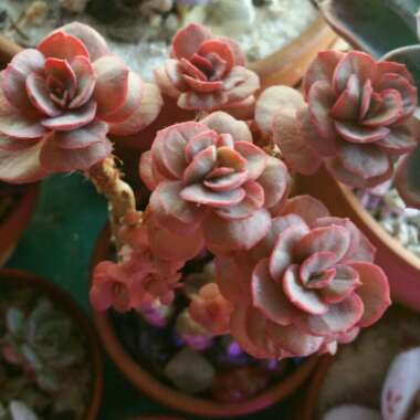 Echeveria Suyon